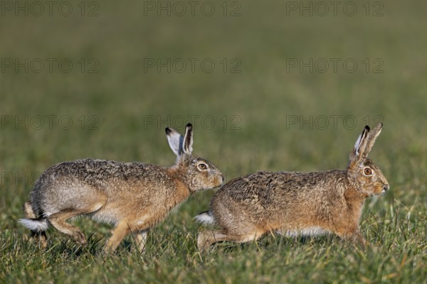 A male has positioned himself directly behind the female fieldfare (Lepus europaeus) and won't leave her side, mating season, morning light, gathering time, spring, Germany