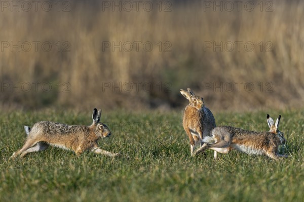 While the males circle the doe (Lepus europaeus) in a wild chase, she stands on her hind legs to fend off their advances, mating season, morning light, gathering season, spring, Germany