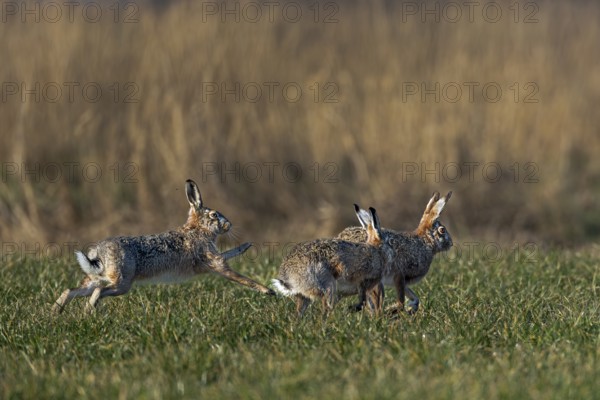 The hares (Lepus europaeus) really get down to business during the chases, there is boxing, biting, hitting and scratching, mating season, morning light, gathering time, spring, Germany