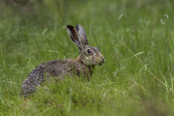 The tick (Ixodes ricinus) can be clearly recognised on the back of the head of the brown hare (Lepus europaeus), foraging, Denmark