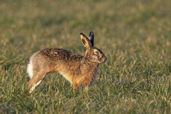 Another male brown hare (Lepus europaeus) appears in the meadow, mating season, morning light, gathering time, spring, Germany