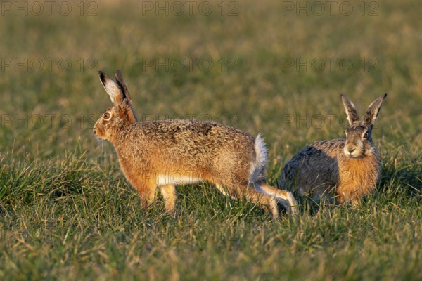 A buck approaches a pair of brown hares (Lepus europaeus) and a few seconds later a wild chase begins, mating season, morning light, rutting season, Germany