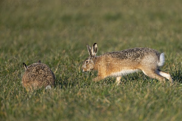 After a wild chase, a buck cautiously approaches a doe (Lepus europaeus), mating season, morning light, gathering season, spring, Germany