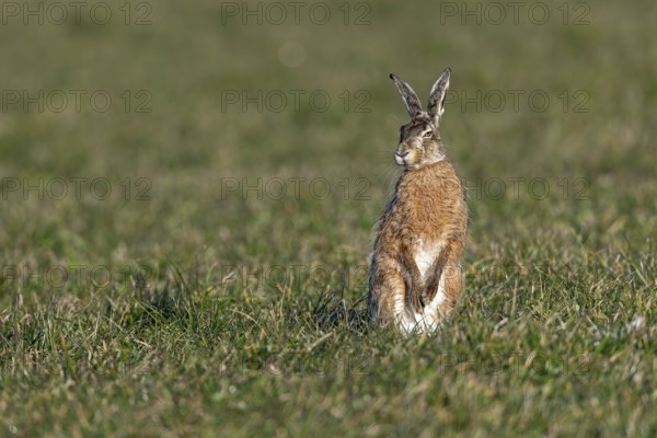 A male hare (Lepus europaeus) in the mating season, first of all explores the situation, mating season, morning light, mating season, spring, Germany