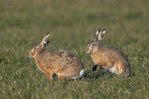 As soon as a male approaches the female fieldfare (Lepus europaeus), she reacts to him, mating season, morning light, gathering season, spring, Germany