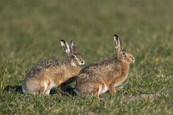 A male rabbit attentively observes the behaviour of the fieldfare (Lepus europaeus), mating season, morning light, gathering season, spring, Germany
