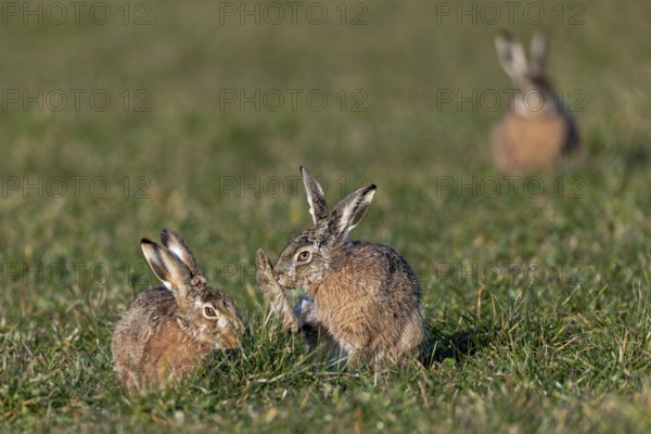 Tense calm between male and female (Lepus europaeus), the competition is already waiting in the background, mating season, morning light, gathering season, spring, Germany