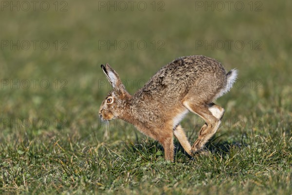 Running study of a brown hare (Lepus europaeus), mating season, morning light, gathering time, spring, Germany
