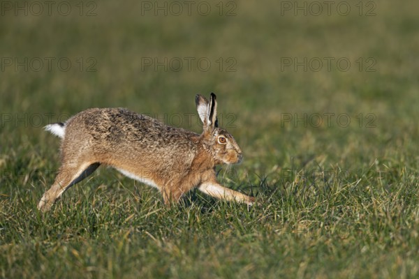 A male brown hare (Lepus europaeus), also known as a buck, looking for a female willing to mate, mating season, morning light, rutting season, spring, Germany