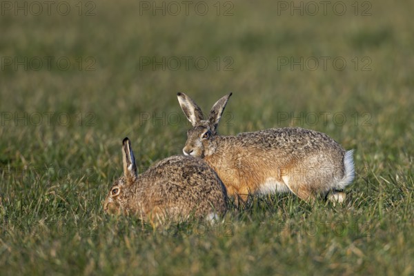 After a wild chase, a male cautiously approaches the female fieldfare (Lepus europaeus), which seems to ignore him, mating season, morning light, gathering season, spring, Germany
