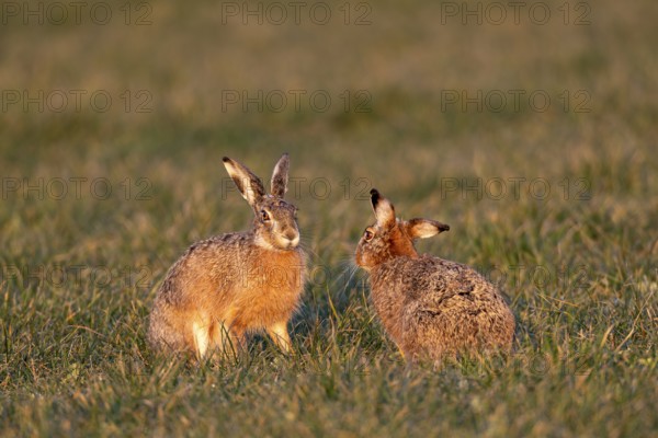 A male carefully approaches a female fieldfare (Lepus europaeus), always careful not to be boxed by the female, mating season, morning light, gathering time, Germany