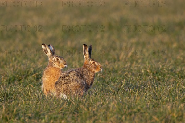 The male brown hare (Lepus europaeus) and the female hare watching two bucks nearby, mating season, morning light, rutting season, Germany