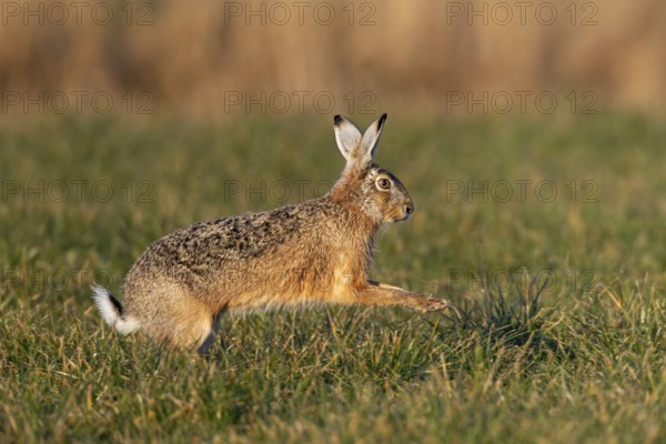 The buck hops purposefully towards the fieldfare (Lepus europaeus), mating season, morning light, gathering time, spring, Germany