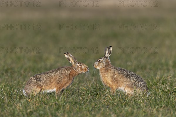A buck cautiously approaches a fieldfare (Lepus europaeus) during mating season, mating season, morning light, mating season, spring, Germany