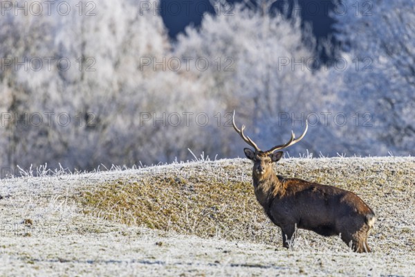A Japanese sika deer stag (Cervus nippon nippon) stands on a frost-covered meadow in hilly terrain. A frost-covered forest can be seen in the background. Southern Honshu, Shikoku, and Kyushu, Japan