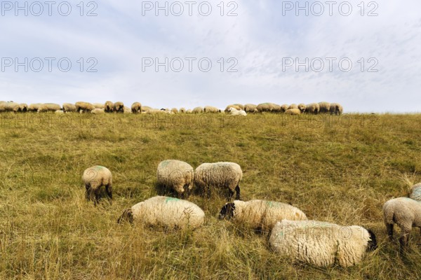 Sheep grazing on dike, flock of sheep, dike lambs, herding dogs, landscape management, coastal protection, Elbe dike, Bleckede, Lower Saxony, Germany