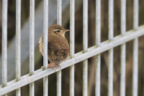 A wren (Troglodytes troglodytes) sits quietly on a metal fence surrounded by a natural background, Hesse, Germany