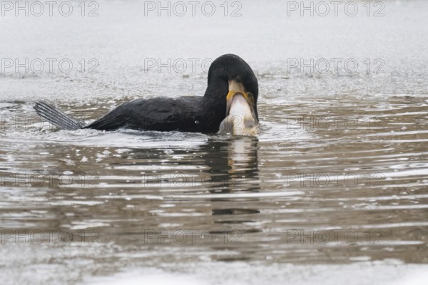 A cormorant (Phalacrocorax carbo) catches a fish in icy water surrounded by a wintry environment, Hesse, Germany