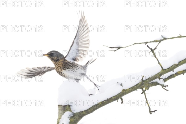 A juniper thrush (Turdus pilaris) flies off a snow-covered branch in a wintry landscape, Hesse, Germany