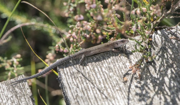 Forest lizard (Zootoca vivipara) or mountain lizard (syn. Lacerta vivipara), also known as bog lizard, lying, standing on a wooden plank path in the sun and looking directly into the camera, view, sunbathing, warming, warmth, path, nature observation, encounter, nature, summer, late summer in the raised bog southeast of the town of Schneverdingen, Pietzmoor nature reserve, Lüneburg Heath nature park Park, Lower Saxony, Germany