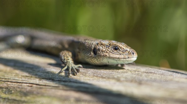 Forest lizard (Zootoca vivipara) or mountain lizard (Syn. Lacerta vivipara), also bog lizard, lying, standing on wooden plank path in the sun, looking directly into the camera, view, sunbathing, warming up, close-up, close-up, macro, macro shot, portrait, portrait, claw, foot, scales, scaled, warmth, path, nature observation, encounter, nature, summer, late summer, raised bog near the town of Schneverdingen, Pietzmoor nature reserve, Lüneburg Heath nature park Park, Lower Saxony, Germany
