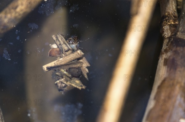 Larva of a caddisfly (Trichoptera), caddisfly larva looking out of caddis, protective cover, shell made of plant parts, swimming just below the surface of a pond, visible eyes, forelegs, head and abdomen, reed (Phragmites australis) or reed, reedbed, aquatic, insect, adaptation, camouflage, close-up, closeup, habitat, water body, macro, macro, close-up, metamorphosis, district of Lüneburg, Lower Saxony, Germany
