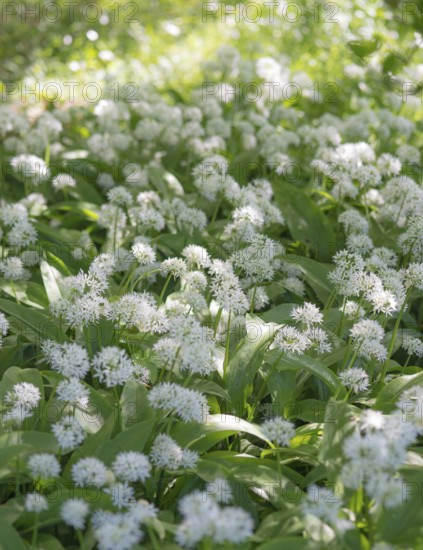 A carpet of flowering wild garlic (Allium ursinum) in a sunny forest, medicinal plant, medicinal herb, herb, wild herb, wild herbs, aromatic plant, wild plant, wild flower, wild vegetable, close-up, forest floor completely covered with plants, white inflorescences and green leaves, sunny, shadow play, spring, spring, early bloomer, Allertal, Lower Saxony, Germany