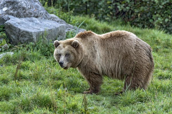 European brown bear (Ursus arctos) standing on a meadow with rocks at the edge of the forest, Poing Wildlife Park, Upper Bavaria, Bavaria, Germany