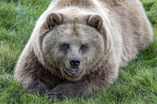 European brown bear (Ursus arctos) resting relaxed in a meadow with its mouth open, showing its teeth, looking into the camera, Poing Wildlife Park, Upper Bavaria, Bavaria, Germany