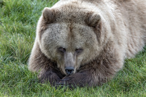 European brown bear (Ursus arctos) resting relaxed in a meadow, looking into the camera, Poing Wildlife Park, Upper Bavaria, Bavaria, Germany