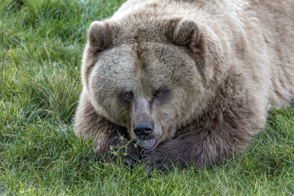 European brown bear (Ursus arctos) resting relaxed in a meadow, nibbling on a tomato plant, Poing Wildlife Park, Upper Bavaria, Bavaria, Germany