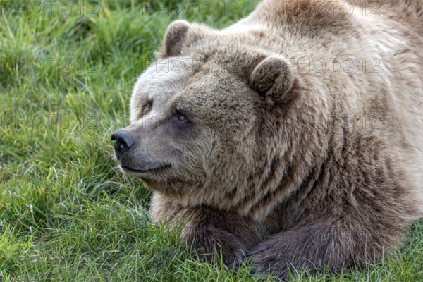 European brown bear (Ursus arctos) resting relaxed in a meadow, Poing Wildlife Park, Upper Bavaria, Bavaria, Germany