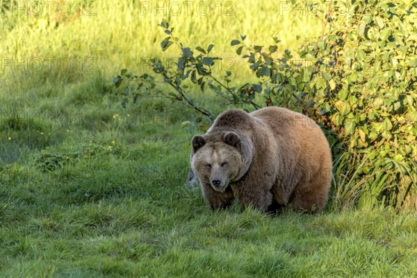 European brown bear (Ursus arctos) emerges from a bush at the edge of a forest in the evening light, Poing Wildlife Park, Upper Bavaria, Bavaria, Germany