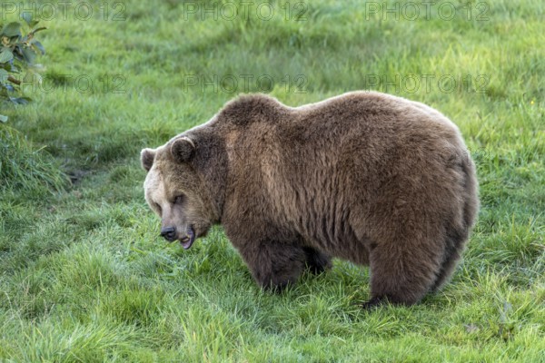 European brown bear (Ursus arctos) standing with open mouth on a meadow at the edge of a forest, Poing Wildlife Park, Upper Bavaria, Bavaria, Germany
