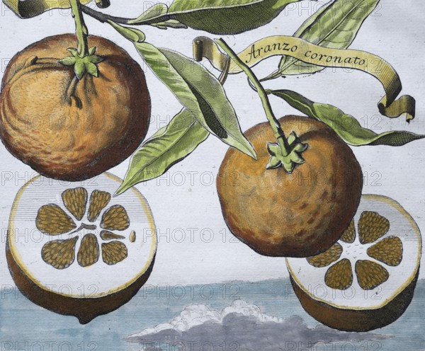 Oranges, aranzo coronato, Arango hermaphrodito coronato, hand-colored copper engraving or copper etching by Johann Christoph Volkamer or Volckamer, from Nurembergian Hesperides or thorough description of the noble citronate, citrons, and bitter fruits, Nuremberg 1708, 1714