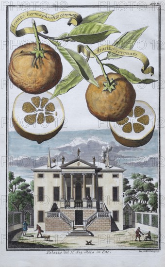 Oranges, aranzo coronato, Arango hermaphrodito coronato, palazzo, Este, hand-colored copper engraving or copper etching by Johann Christoph Volkamer or Volckamer, from Nurembergian Hesperides or thorough description of the noble citronate, citrons, and bitter fruits, Nuremberg 1708, 1714