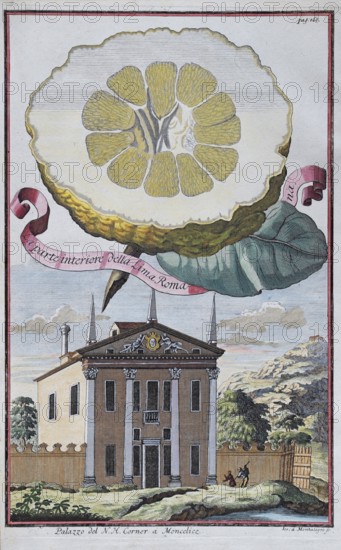 Lemons, citrus fruits, palazzo, Moncelice, hand-colored copper engraving or copper etching by Johann Christoph Volkamer or Volckamer, from Nurembergian Hesperides or thorough description of the noble citronate, citrons, and bitter fruits, Nuremberg 1708, 1714