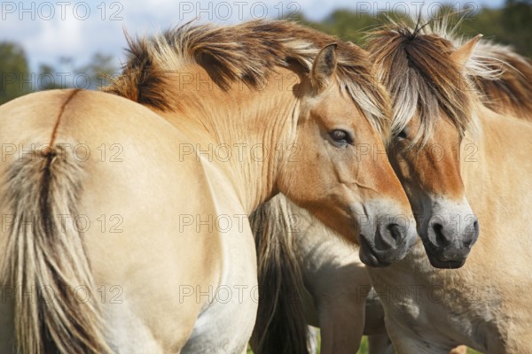 Two horses of the Norwegian fjord horse breed, Norwegian, fjord ponies, Schleswig-Holstein, Germany