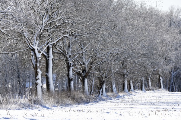 Winter landscape with snow-covered trees, a row of oaks (Quercus robur) at the edge of a field, Schleswig-Holstein, Germany