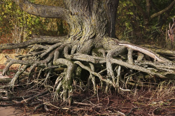 Root system from an old tree on the banks of the Elbe, Schleswig-Holstein, Germany