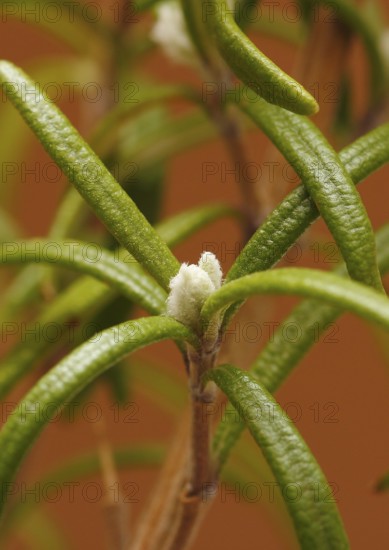 Rosemary (Rosmarinus officinalis), twigs with young, very hairy leaves, in the studio, North Rhine-Westphalia, Germany