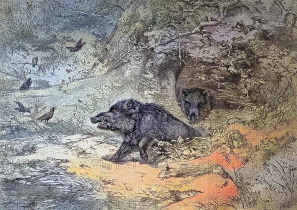 Wild boar, sus scrofa, also the wild boar or Eurasian wild boar in a forest in Austria/wild boar, i.e. the wild swine or Eurasian wild pig in a wood in Austria, historical, digitally restored reproduction of an original original from the 19th century, exact original date not known, subsequently colored