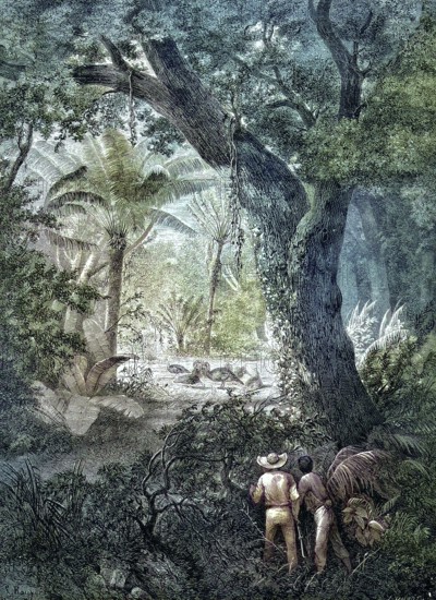 Hunting for wild turkeys, Meleagris gallopavo, in Mexico, two hunters watching the birds in the forest/Hunting of Wild Turkey, in Mexico, two hunters watching the birds in the wood, historical, digitally restored reproduction of an original original from the 19th century, exact original date unknown, colored later