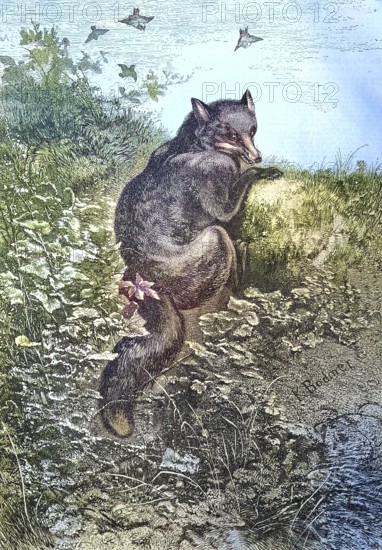 Illustration of a red fox, Vulpes vulpes, in nature/illustration of a red fox, in the nature, historical, digitally restored reproduction of an original model from the 19th century, exact original date not known, subsequently colored