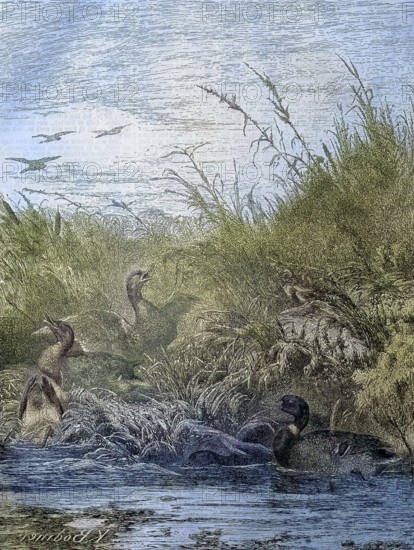 Hunting for mallard or wild duck, Anas platyrhynchos, Jagd/Hunting for mallard or wild duck, hunt, historical, digitally restored reproduction of an original original from the 19th century, exact original date not known, subsequently colored