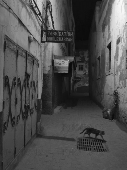 Narrow alley at night with a passing cat and old buildings, monochrome, old town of Essaouira, Morocco