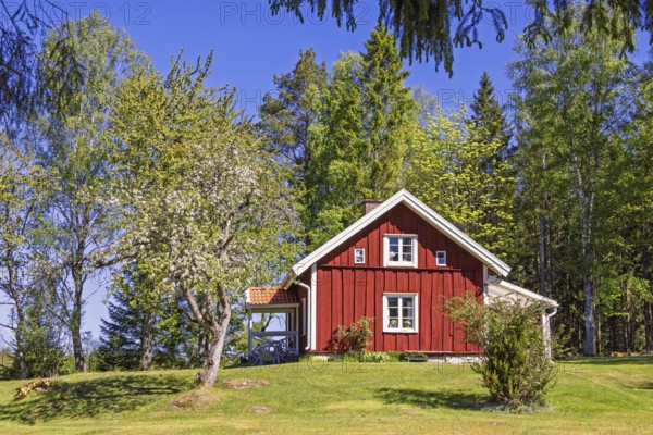 Idyllic red wooden country house with white windows and green lawn surrounded by flowering trees and mixed forest under clear blue sky in springtime, Sweden