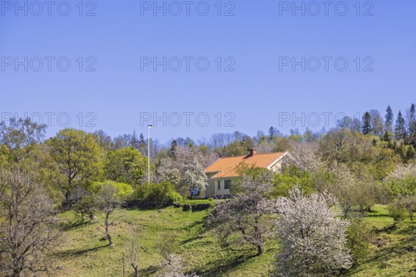 Small country house with red tile roof on green hillside surrounded by flowering cherry trees and forest under clear blue sky in a natural rural landscape, Sweden