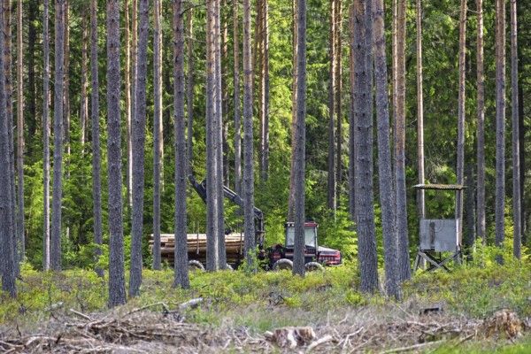 Forwarder with a crane transporting cut timber logs in coniferous forest among tall pine trees and green undergrowth by a hunting tower