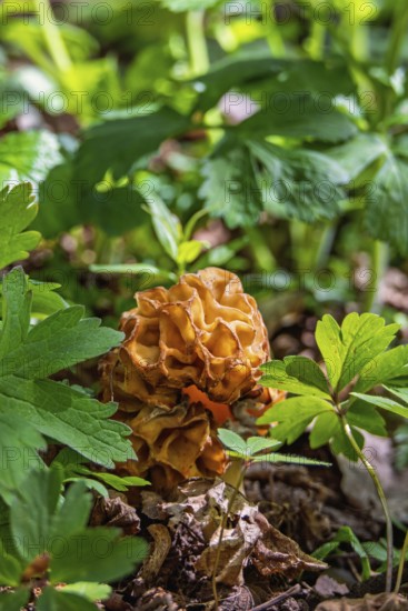 Back Morel (Morchella conica) mushroom growing on forest floor among green leaves and dry soil in spring